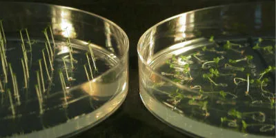 Seedlings grown in blue and red light